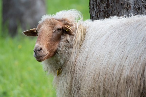 Hebsack-Schafe Kappeller