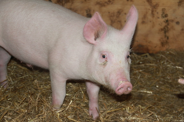 Ferienhof Hirschfeld