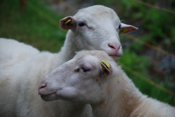 Landgut an der Lauter