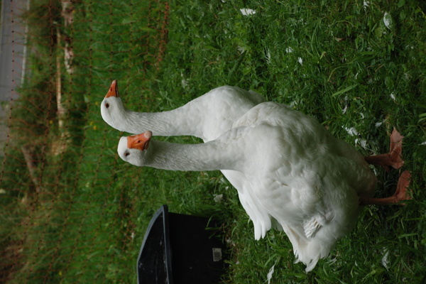 Landgut an der Lauter