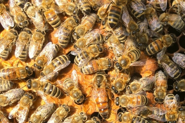 Landgut an der Lauter