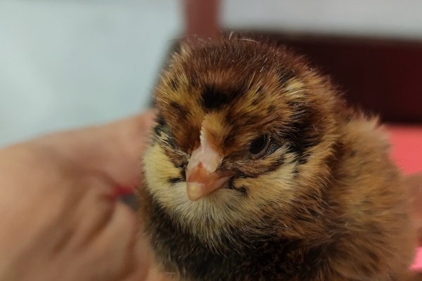 Landwirtschaft Michael Hau�ecker