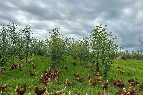 Gefl�gelhof - Obstbau Giek
